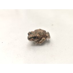 Ropuszka Barbarophryne brongersmai