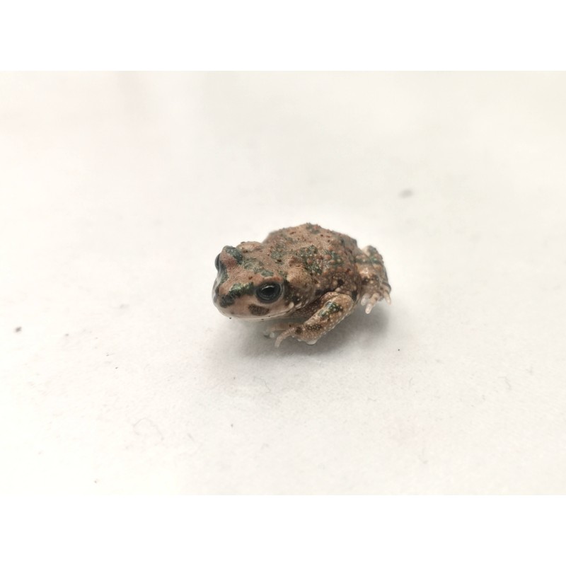 Ropuszka Barbarophryne brongersmai | Zwierzęta | Vantis Terra