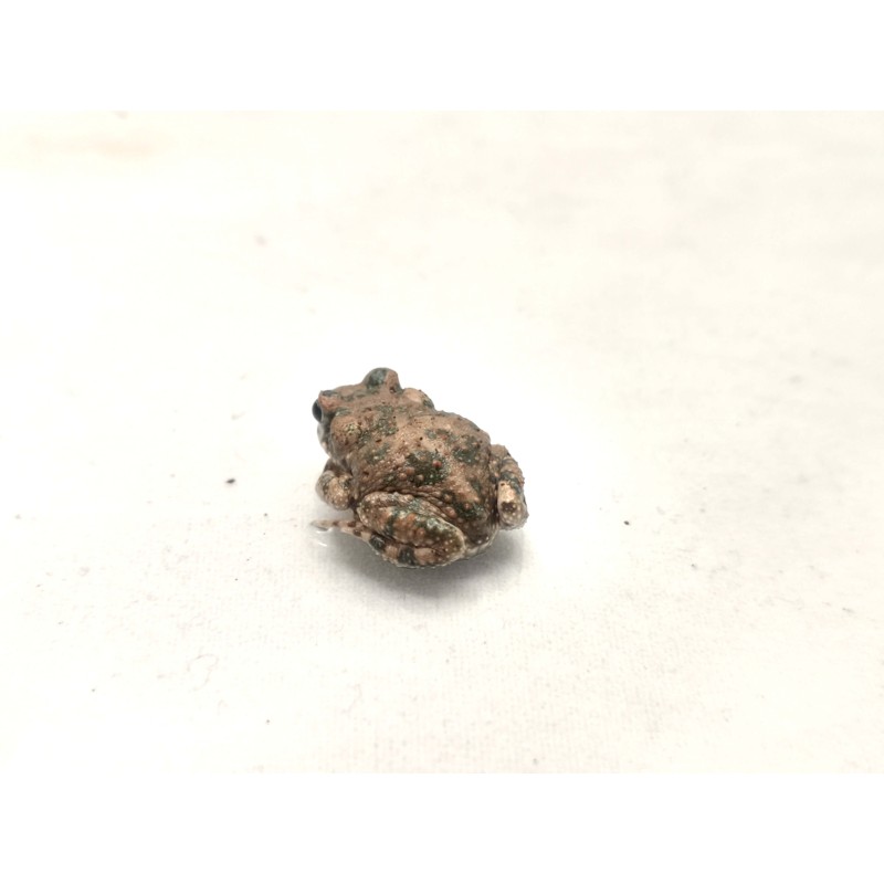 Ropuszka Barbarophryne brongersmai | Zwierzęta | Vantis Terra
