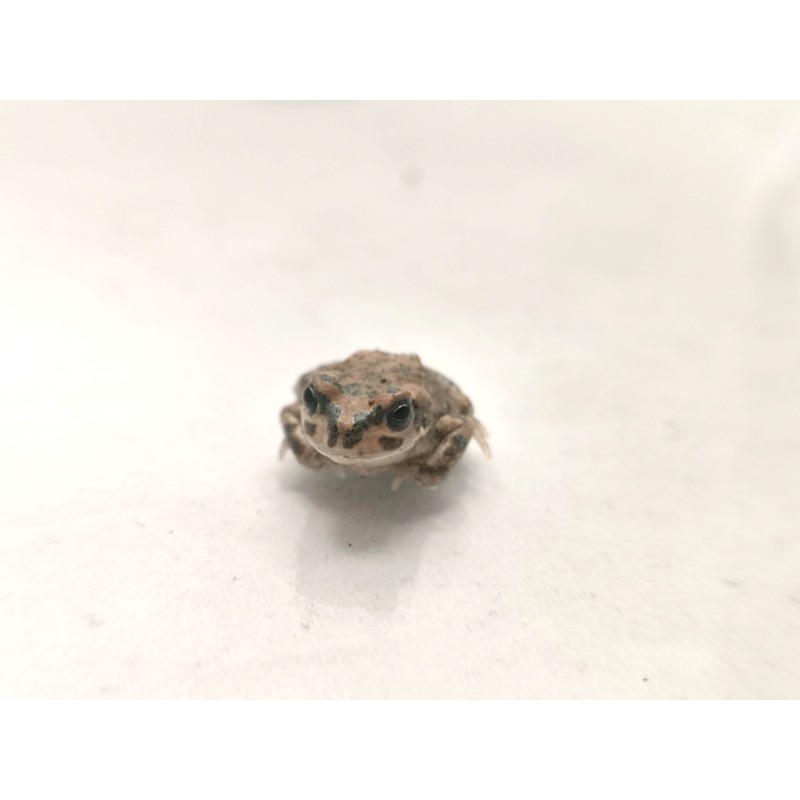 Ropuszka Barbarophryne brongersmai | Zwierzęta | Vantis Terra