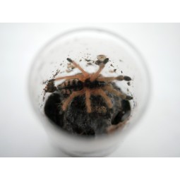 Amazonicus germani L3 (ex....