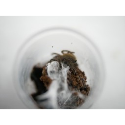 Pterinochilus murinus usambara L1