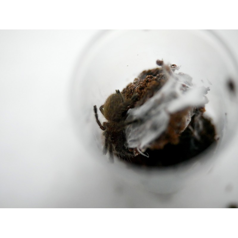 Pterinochilus murinus usambara L1 | Ptaszniki | Vantis Terra Pterinochilus murinus usambara L1 | Ptaszniki | Vantis Terra