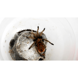 Chromatopelma cyaneopubescens L2 | Pajęczaki | Vantis Terra