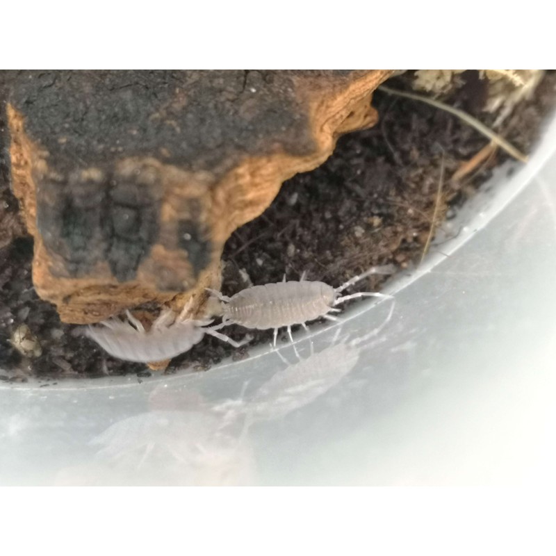 10x Porcellionides pruinosus | Równonogi | Vantis Terra 10x Porcellionides pruinosus | Równonogi | Vantis Terra