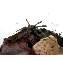 Phormingochilus hatihati...