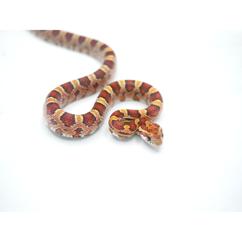 Wąż zbożowy (Pantherophis guttatus) | Węże | Vantis Terra