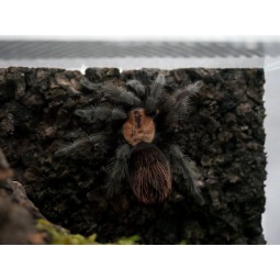 Brachypelma albiceps L1 | Ptaszniki | Vantis Terra