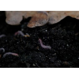 5x Desmoxytes planeta | Krocionogi | Vantis Terra