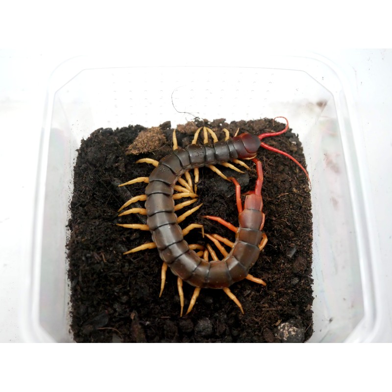Skolopendra (Scolopendra subspinipes) | Pozostałe | Vantis Terra