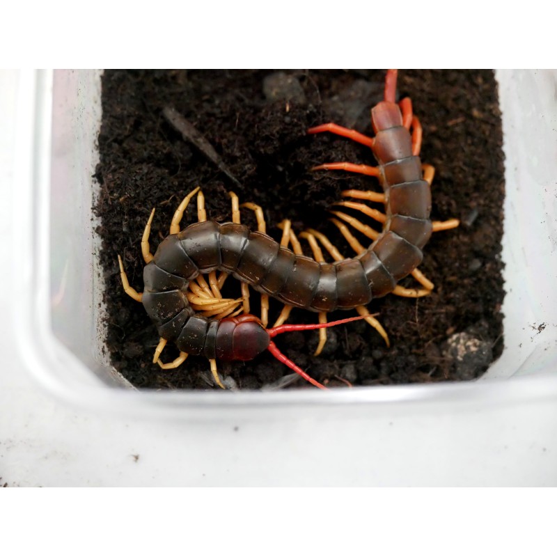 Skolopendra (Scolopendra subspinipes) - java 2 cm CB | Pozostałe | Vantis Terra