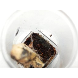 Heteroscodra maculata L4