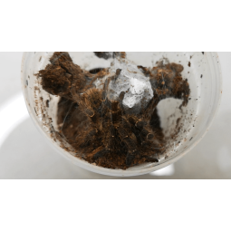 Ceratogyrus darlingi L4 | Pajęczaki | Vantis Terra