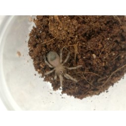 Brachypelma boehmei L1