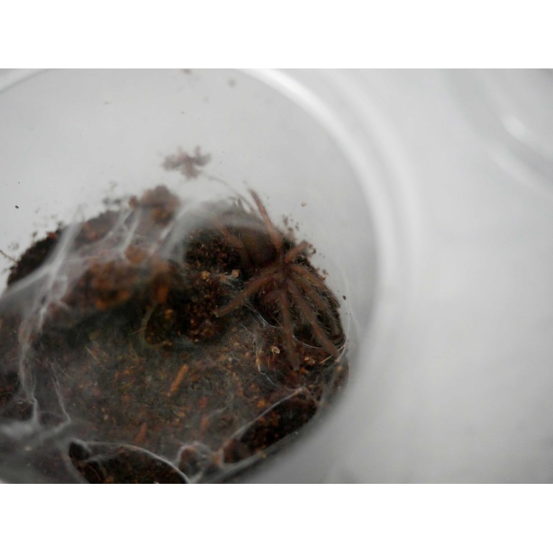 Chilobrachys natanicharum (ex. sp. electric blue) 1,5DC | Ptaszniki | Vantis Terra Chilobrachys natanicharum (ex. sp. electric blue) 1,5DC | Ptaszniki | Vantis Terra