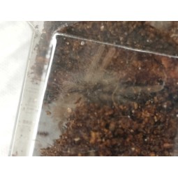 Hysterocrates gigas L3