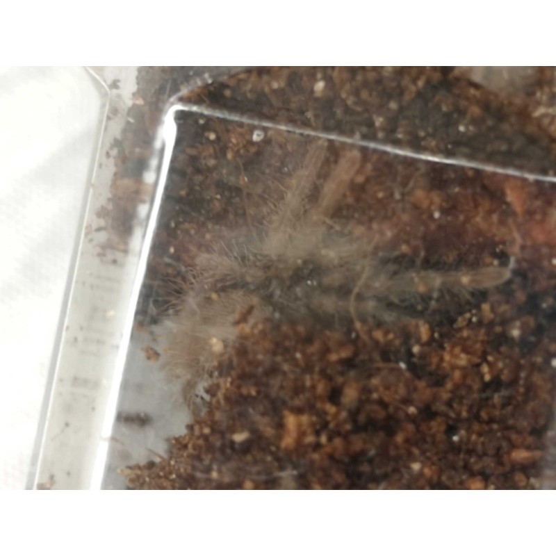 Hysterocrates gigas L3 | Ptaszniki | Vantis Terra