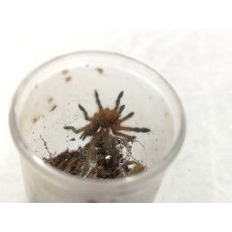 Harpactira pulchripes L2