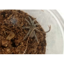 Holothele longipes L5