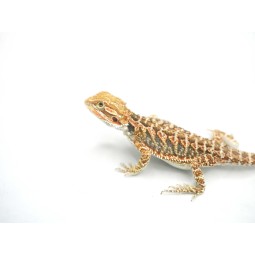 Agama brodata (Pogona vitticeps)