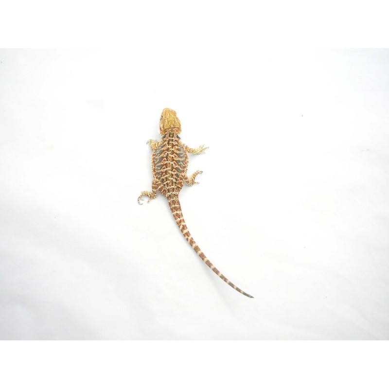Agama brodata (Pogona vitticeps) | Zwierzęta | Vantis Terra
