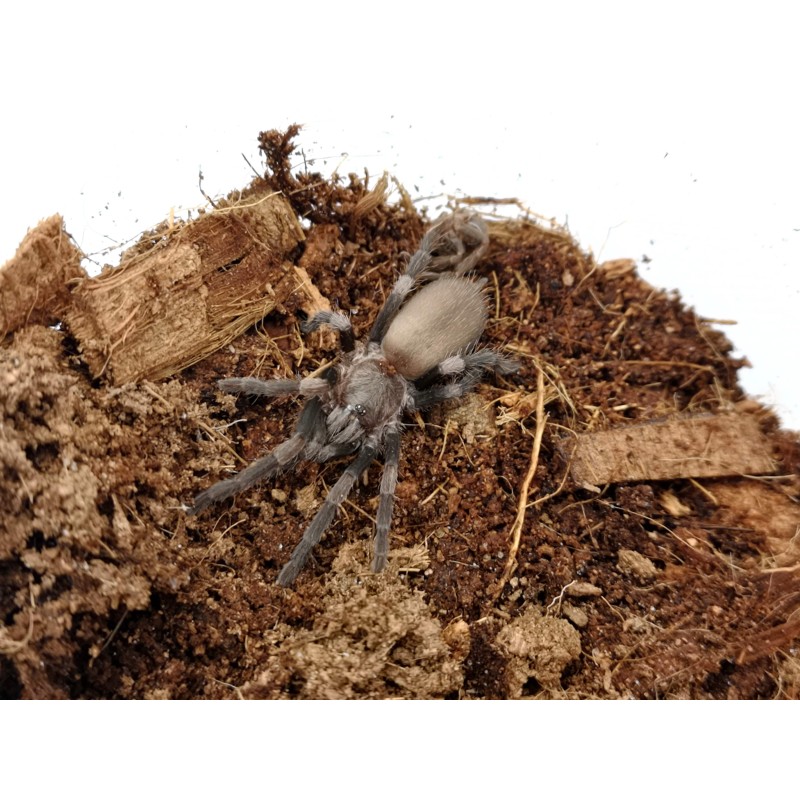 Haplocosmia himalayana 3DC samica | Strona główna | Vantis Terra