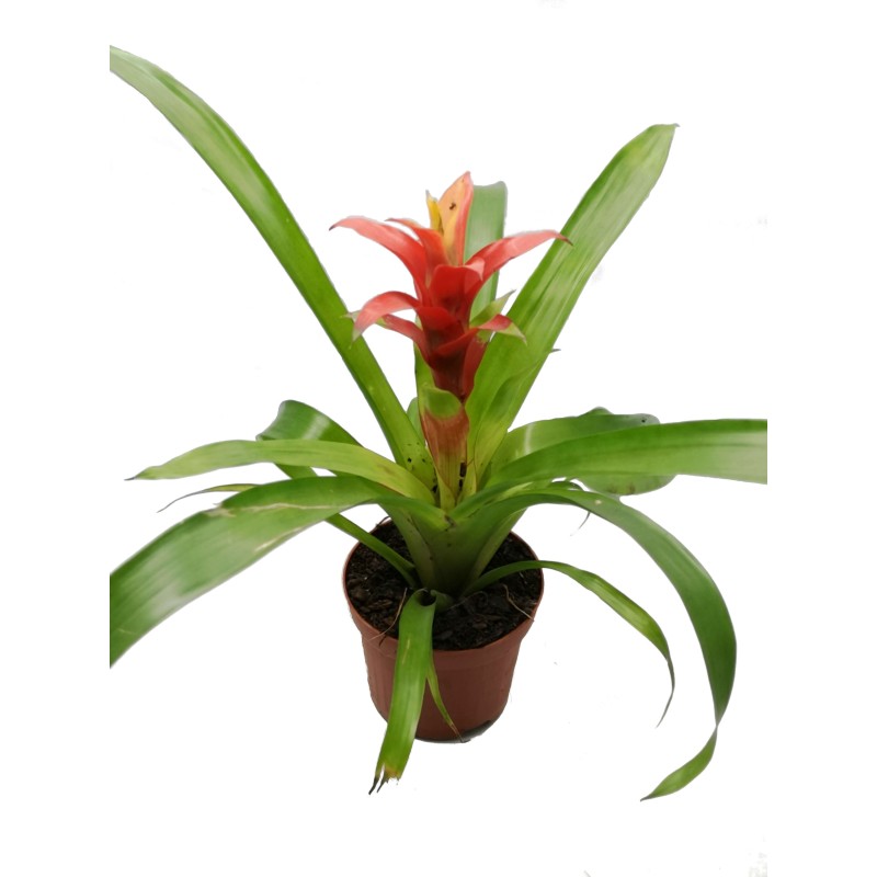 Guzmania języczkowata (Guzmania lingulata) | Żywe | Vantis Terra