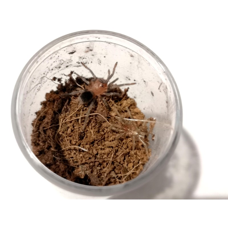 Bumba horrida ( ex. cabocla) L5 | Ptaszniki | Vantis Terra