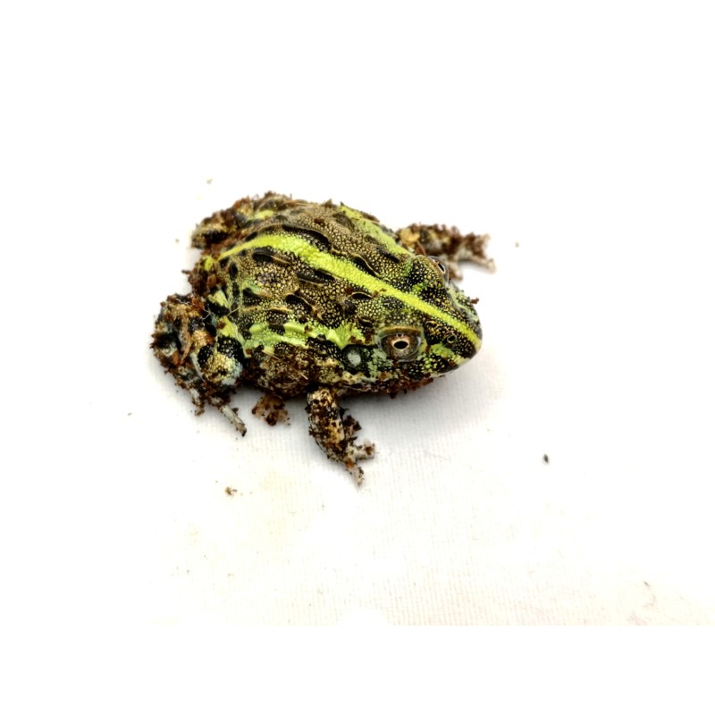 Żaba byk (Pyxicephalus adspersus) | Bezogonowe | Vantis Terra