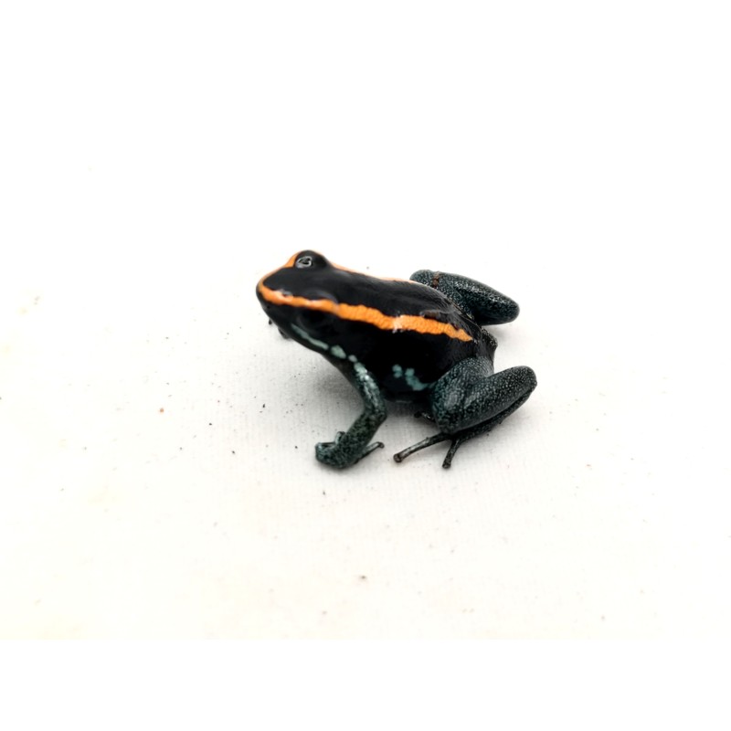 Liściołaz paskowany (Phyllobates vittatus) | Bezogonowe | Vantis Terra