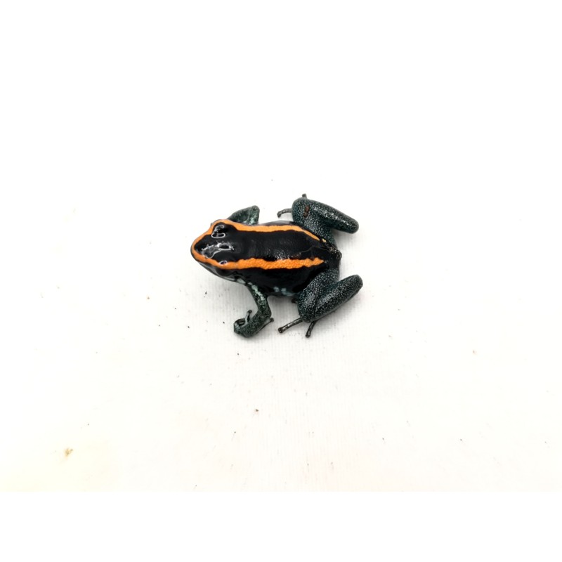 Liściołaz paskowany (Phyllobates vittatus) | Bezogonowe | Vantis Terra