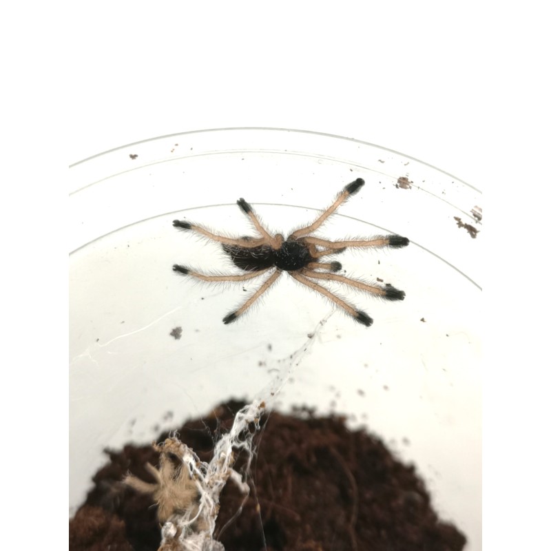 Avicularia juruensis M2 ex. peru purple 3,5 DC - Samica | Ptaszniki | Vantis Terra
