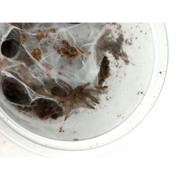 Chilobrachys sp. Kaeng Krachan L1
