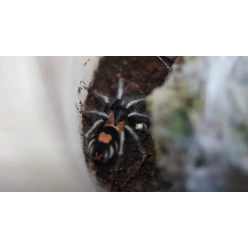 Cyriocosmus elegans L2 | Ptaszniki | Vantis Terra Cyriocosmus elegans L2 | Ptaszniki | Vantis Terra
