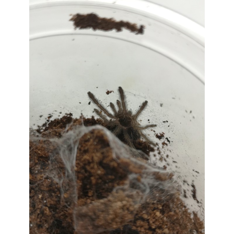 Aspinochilus rufus ex Phormingochilus sp. rufus L3 | Ptaszniki | Vantis Terra