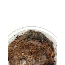 Phormingochilus arboricola L2