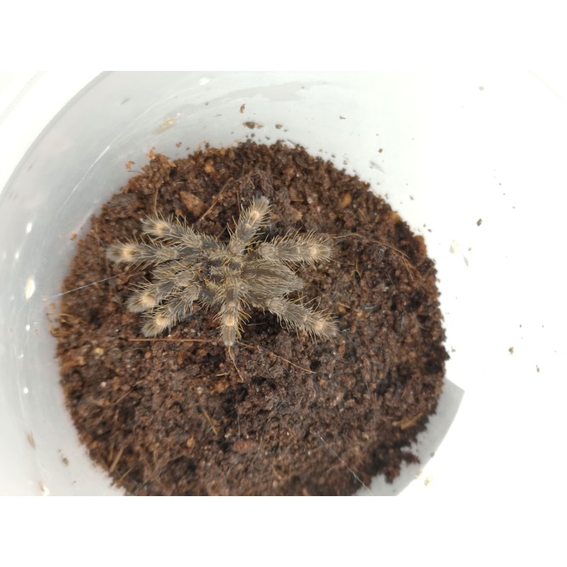 Poecilotheria ornata - samica 3DC | Ptaszniki | Vantis Terra Poecilotheria ornata - samica 3DC | Ptaszniki | Vantis Terra