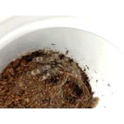 Poecilotheria regalis L2