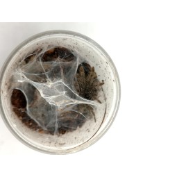 Stromatopelma calceatum L2