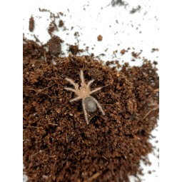 Grammostola pulchripes - 2,5 DC - samica | Ptaszniki | Vantis Terra