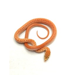 Wąż "mahoniowy" (Boaedon capensis) Albino T-