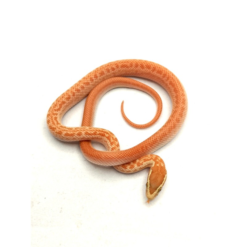 Wąż "mahoniowy" (Boaedon capensis) Albino T- | Węże | Vantis Terra