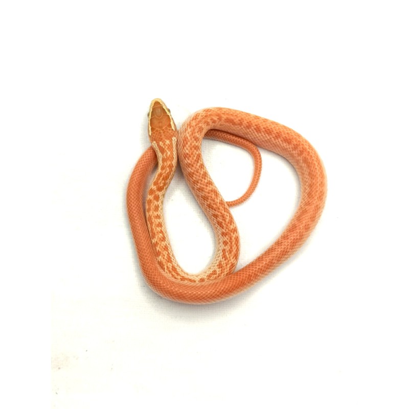 Wąż "mahoniowy" (Boaedon capensis) Albino T- | Węże | Vantis Terra