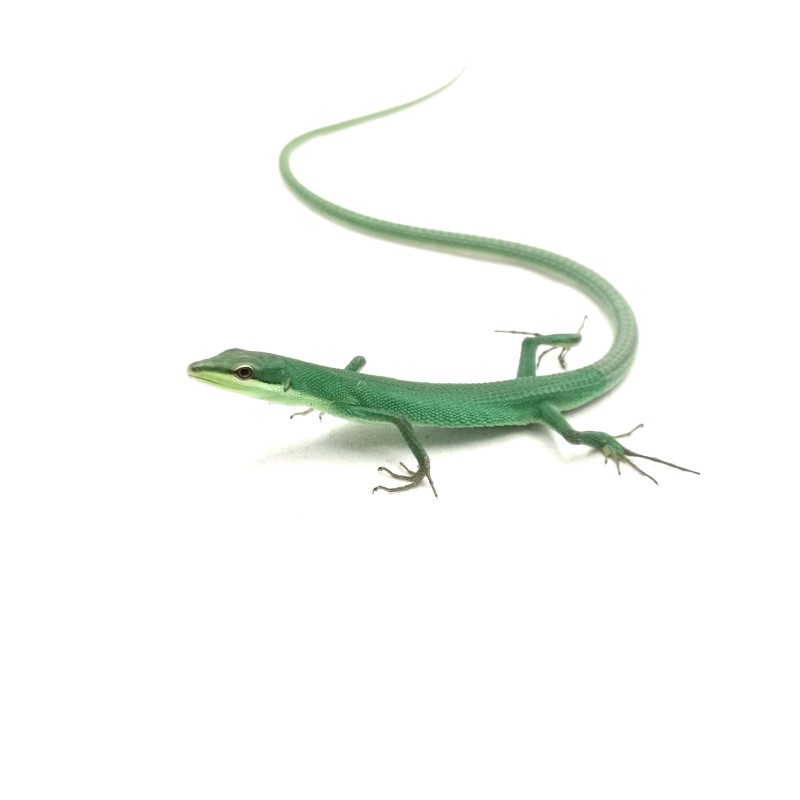 Jaszczurka trawiasta (Takydromus dorsalis) | Jaszczurki | Vantis Terra Jaszczurka trawiasta (Takydromus dorsalis) | Jaszczurki | Vantis Terra
