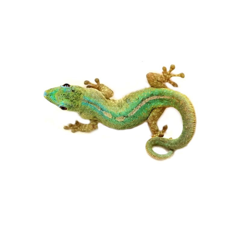 Felsuma - Phelsuma robertmertensi - samiec | Jaszczurki | Vantis Terra Felsuma - Phelsuma robertmertensi - samiec | Jaszczurki | Vantis Terra