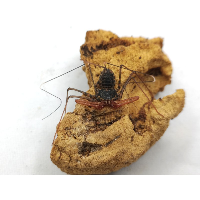 Amblypyga Euphrynichus bacillifer | Zwierzęta | Vantis Terra Amblypyga Euphrynichus bacillifer | Zwierzęta | Vantis Terra