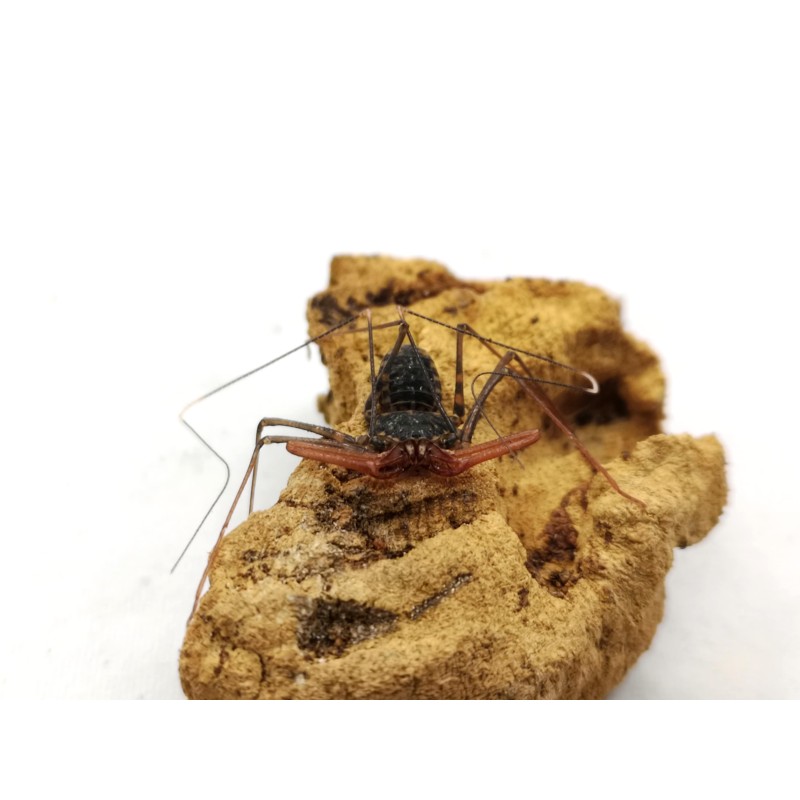 Amblypyga Euphrynichus bacillifer | Zwierzęta | Vantis Terra Amblypyga Euphrynichus bacillifer | Zwierzęta | Vantis Terra