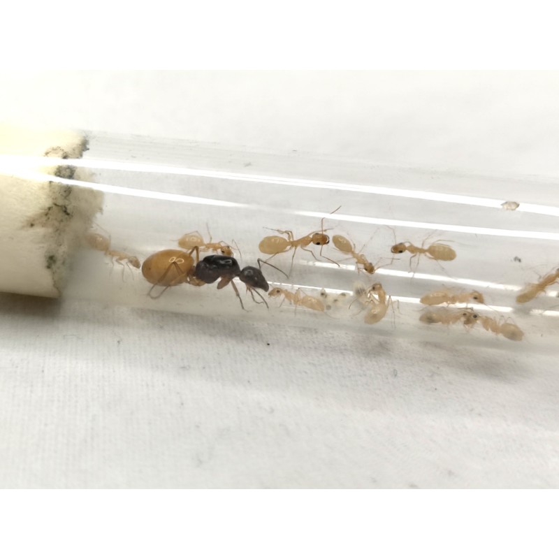 Camponotus fedtschenkoi | Mrówki | Vantis Terra Camponotus fedtschenkoi | Mrówki | Vantis Terra
