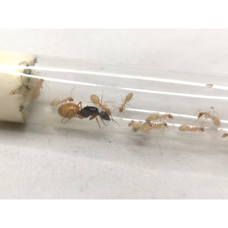 Camponotus fedtschenkoi | Mrówki | Vantis Terra Camponotus fedtschenkoi | Mrówki | Vantis Terra