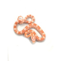 Wąż zbożowy (Pantherophis guttatus) - Albino